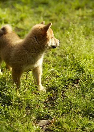 信頼と実績のアサンテによるシロアリ駆除サービス｜即日対応・土日祝も受付